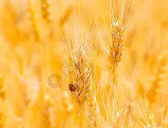 PG平台-关于麦基安女藩缺席，皇家社会后防线削弱的信息