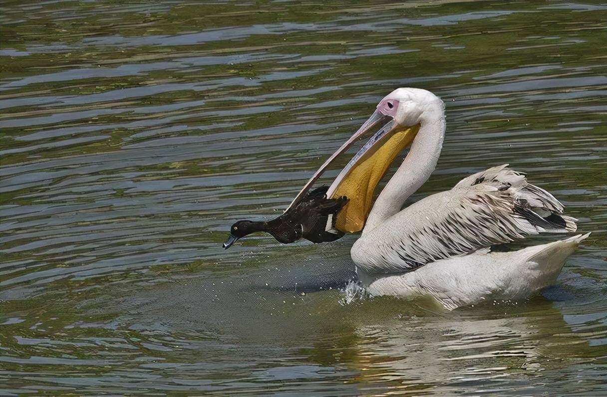 广东向鹈鹕合并提议，队伍备受关注